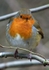 Very Tame Robin, Hanningfield