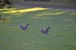 Grey Squirrels