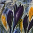 Crocuses