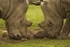 White Rhinoceros