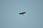 Golden Eagle