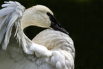 Trumpeter Swan