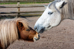 Highland Pony and Shetland Pony - DSC_0882