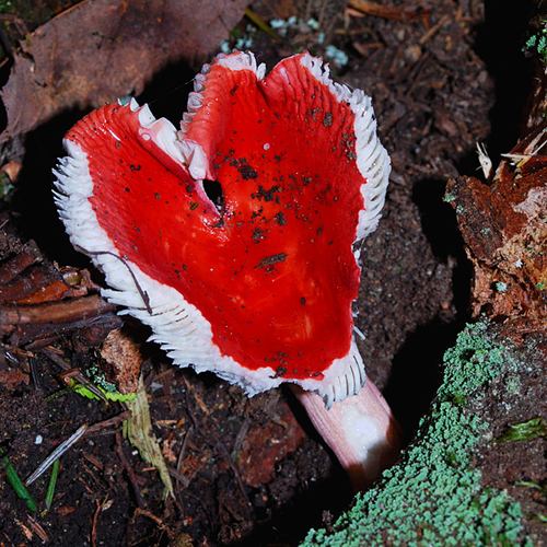 Found this in the NB Woods a few years back. It is Russula emetica group and either (R. emetica, R. silvestris, R. b…