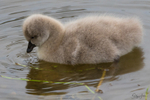 Cygnets 8