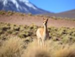 Young Vicuna stops and looks, Laguna Miscanti, Chile