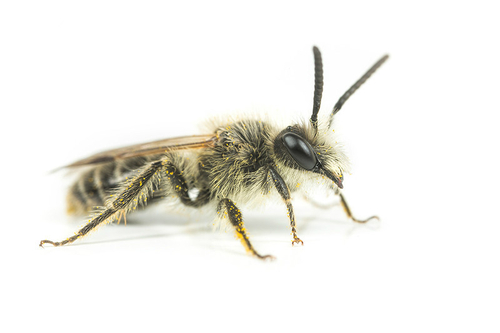 [i]Andrena barbilabris[/i] male. Staffordshire, April 2016.