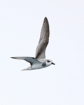 Masatierra Petrel flying, Pacific Ocean, Chile