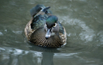 Wood Duck male