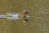 Garganey (drake) swimming, Stratfield Brake, Oxfordshire