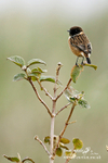 Stonechat 241113 1