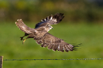 Common Buzzard