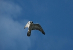 Peregrine Falcon (falco peregrinus), Alaska