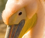 Pelican