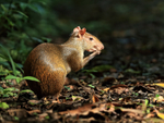 Agouti feeding, Pipeline Road, Panama