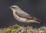 Wheatear