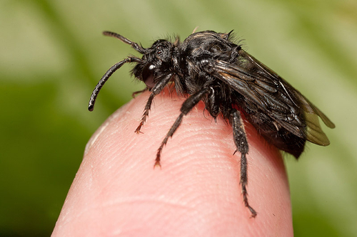 A rain-soaked dark form female, found clinging to a grass stem after roosting overnight. Warwickshire, May 2012.