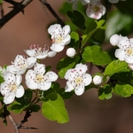 Woodland hawthorn (Crataegus laevigata)