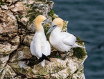 Gannets
