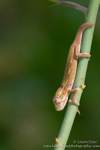 Baby chameleon on rose bush