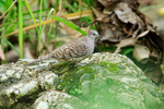Inca Dove, Manuel Antonio, Costa Rica