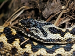 Adder