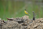 Black-headed Wagtail