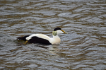 Eider
