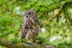Bubu the African Spotted Eagle Owl