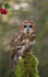 TAWNY OWL