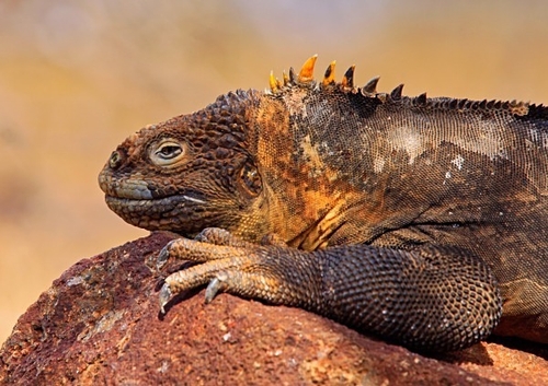 [align=center][size=11][b]Land Iguana, North Seymour Island, Galápagos Islands[/b][/size][/align]