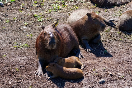 There were lots of these around