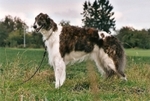 Miskat Tzamilja