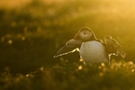 Atlantic Puffin