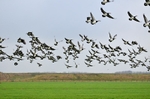 Barnacle Geese