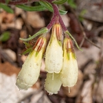 Golden drop (Onosma echioides)