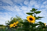 Thursday 9th July 2009