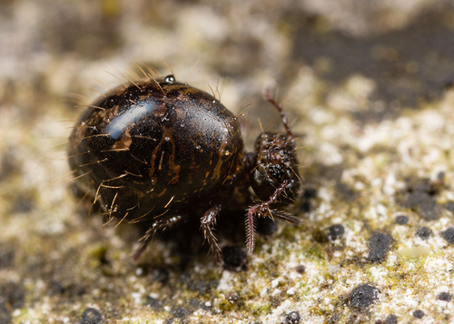 Collembola - Springtails