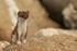 Stoat pauses briefly on rock, Duck Island, Alaska