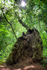 400 Year Old Oak