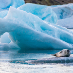 Seal On The Ice, Jökulsárlón, Iceland