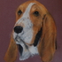 Basset Hound