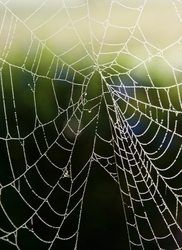 AnimalsCreatures _0102