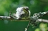 Young Bluetit after a bath