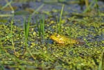 Pool Frog
