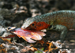 IMG_6618 Femail Lava Lizzard with lunch