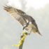 Osprey Landing