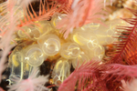 Clavelina lepadiformis