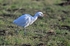 Cattle Egret