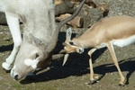 Addax